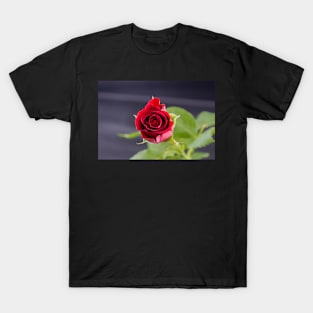 Red Rose top view T-Shirt